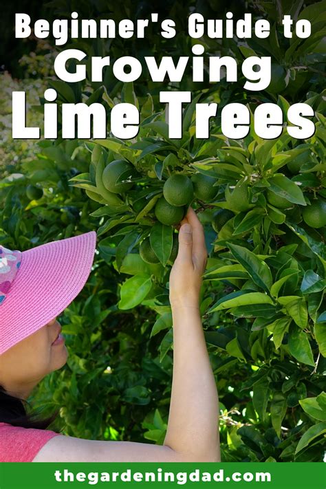 grow lime trees  pots  easy tips potted trees lime tree