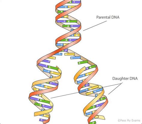 Replication Of Dna Genetics