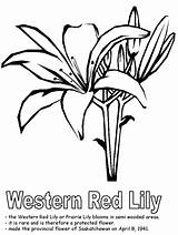 Coloring Western Pages Flower Drawing Lily Saskatchewan Red Printable Clipart Flowers Provincial Kidzone Canadian Library Flag Canada Map Provinces Lilly sketch template