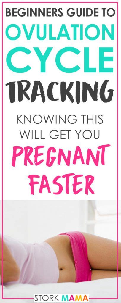 ovulation cycle tracking basics beginners guide when ttc stork mama