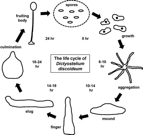 1 1 The Life Cycle Of Dictyostelium Discoideum During Growth Single