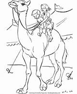 Circus Coloring Pages Camel Animal Animals Big Honkingdonkey Circuses Touring Few Still Event Amazing Country Only Large Top Fun sketch template