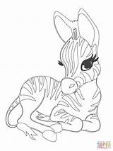 Zebra Coloring Pages Head Getcolorings Baby Cute sketch template