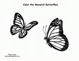 Monarch Butterfly Butterflies sketch template
