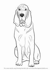 Bloodhound Drawing Dog Draw Step Dogs Drawings Drawingtutorials101 Tutorials Sketch Learn Cartoon Paintingvalley Choose Board sketch template