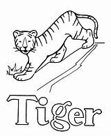 Tiger sketch template