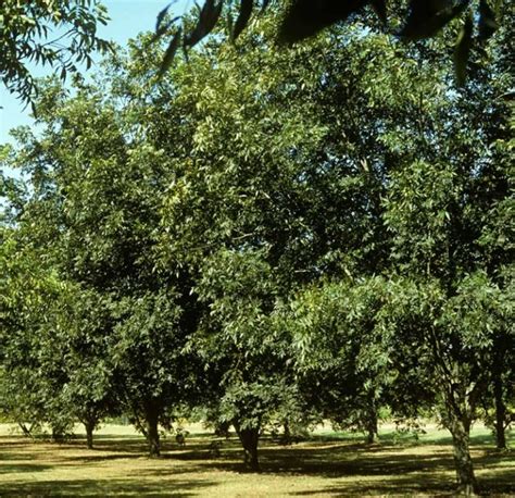 Pecan Houston Verdant Tree Farm And Landscape