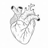 Schwarzweiss Strichzeichnung Menschlichen Anatomisch Herzens Handgezeichnete Korrekte Vektoren sketch template