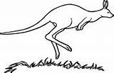 Australien Australisches Känguruh sketch template