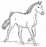 Disegnare Cavalli sketch template