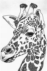 Drawing Giraffe Coloring Pages Zentangle Adult Drawings Head Close Animals Animal Giraffes Book Horse Adults African Books Mandala Pencil Fr sketch template