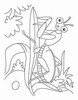 Coloring Mantis Praying Library Clipart Book sketch template