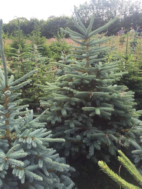 blue spruce  natural christmas tree