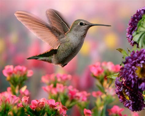 pink flower flower bird animal hummingbird hd wallpaper