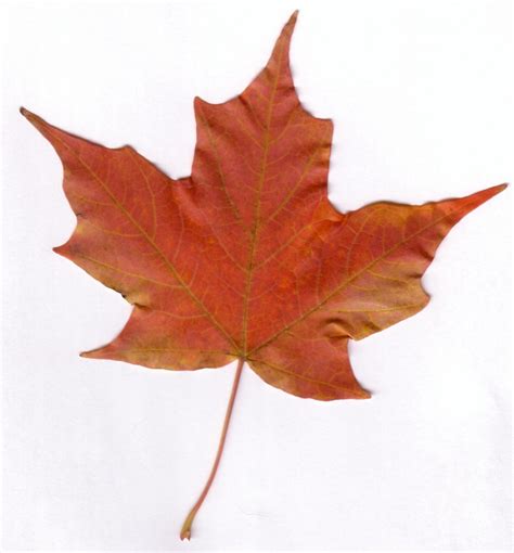 maple leaf biological science picture directory pulpbitsnet