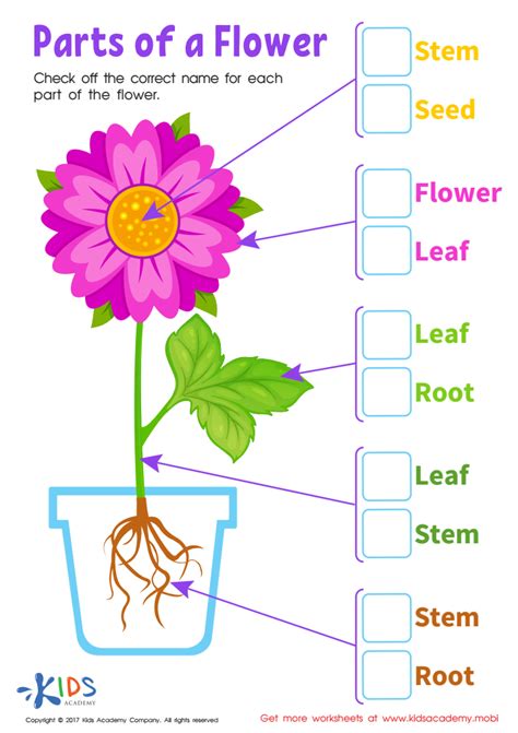 parts flower printable  worksheet   kids answers