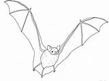 Bat Coloring Vampire Pages Getcolorings Color Getdrawings Draw sketch template