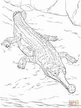 Coloring Gavial Crocodile Pages Realistic Nile Crocodiles Saltwater Getdrawings Printable Drawing Australian Colorings Color Kids Getcolorings Parentune sketch template