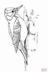 Specht Woodpecker Downy Ausmalen Woodpeckers Pileated sketch template