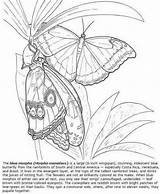 Morpho Moths Dover Ingrahamrobotics Kleuren Volwassenen Doverpublications sketch template