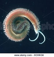 Afbeeldingsresultaten voor "polydora Ciliata". Grootte: 175 x 185. Bron: www.alamy.com