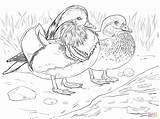 Coloring Pages Ducks Umbrellas Preschool Library Clipart Mandarin Duck sketch template