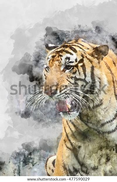 watercolor image royal bengal tiger  shutterstock