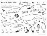 Chain Food Coloring Antarctic Sheet Antarctica Pages Web Printable Science Animals Activity Kids Ocean Chains Sheets Color Teaching Life Click sketch template