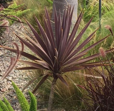 dracaena spike red cabbage cordyline red grass palm