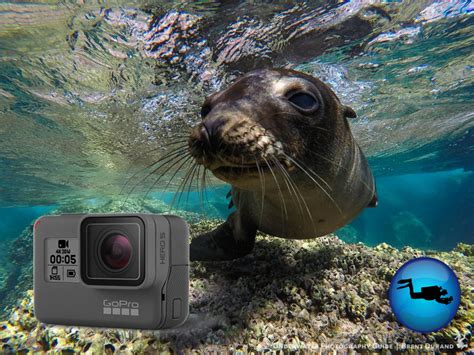 gopro hero review  underwater underwater photography guide