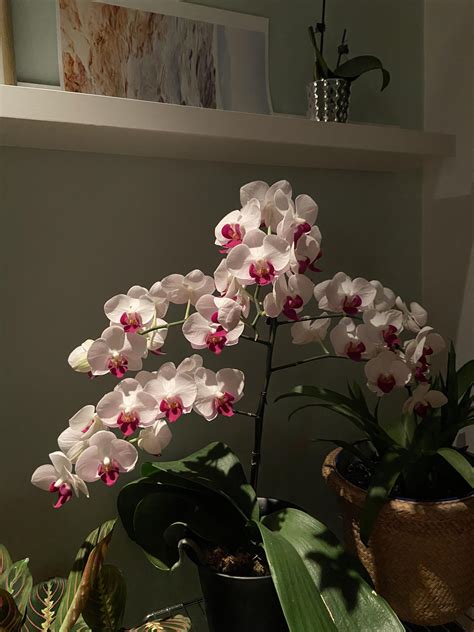 1 Best U Joinedfororchids Images On Pholder My First Purchase Ever