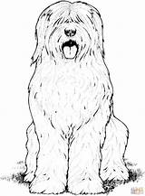 Sheepdog Bobtail Kleurplaat Herdershond Owczarek Kleurplaten Supercoloring Biscuit Kolorowanka Engelse Hunde sketch template