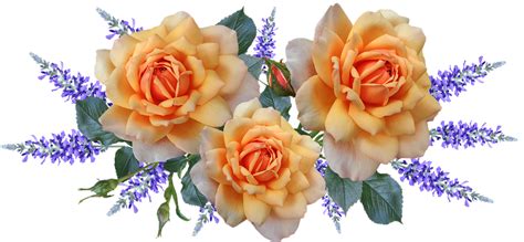 bloemen rozen regeling gratis foto op pixabay bloemen fotos bloemen tuin