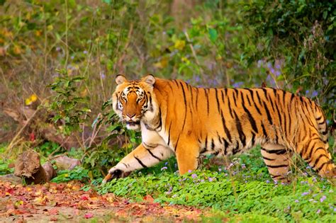 famous national parks  india  great place   tigers corbett