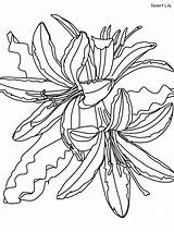 Desierto Lirio Hermoso Plants Dibujosonline Categorias sketch template