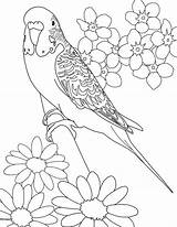 Coloring Budgie Designlooter Parakeet Flower Beautiful Budgerigar Pagefull Size sketch template