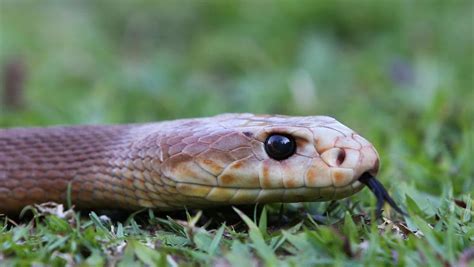 snake catchers regret  taipan callout  yorkeys knob cairns post