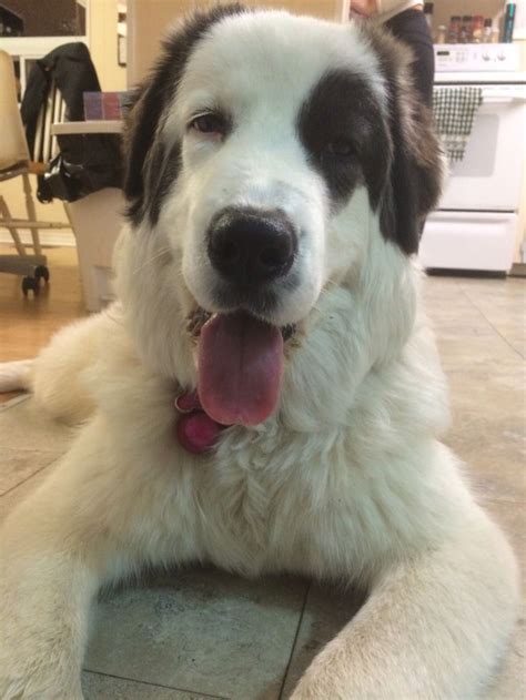 liila  great pyrenees mix   months  great pyrenees animals beautiful  month olds