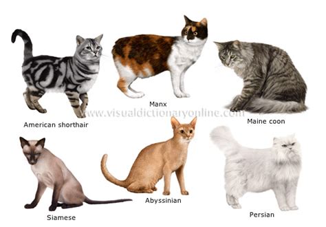 animal kingdom carnivorous mammals cat breeds image visual dictionary