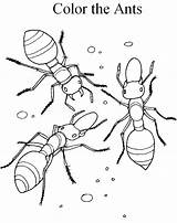 Ant Grasshopper sketch template
