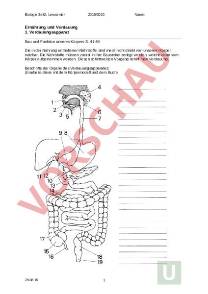 arbeitsblatt dossier verdauung biologie anatomie