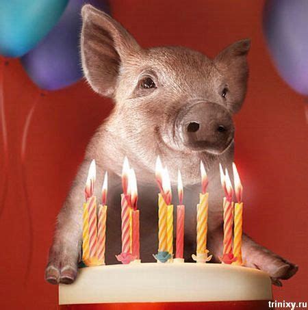 happy birthday happy birthday pig happy birthday animals happy