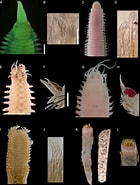 Image result for "lumbrineris Magnidentata". Size: 140 x 185. Source: www.researchgate.net