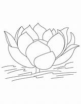 Lotus Coloring Pages Flower Water Kids Without Drawing Printable Colouring Leaves National Clipart India Lily Colors Sheets Popular Choose Board sketch template