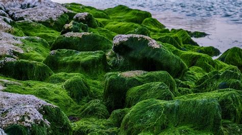 How Are Green Algae Different From Cyanobacteria Pediaa