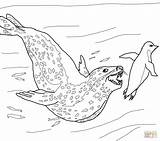 Seal Leopard Coloring Pages Penguin Chasing Drawing Print Seals Color Baby Penguins Elephant Printable Cute Snow Leopards Getcolorings Clipart Colouring sketch template