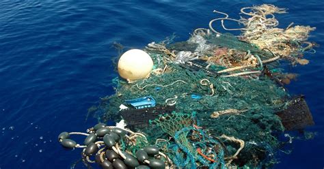 trash   ocean  killing animals destroying ecosystems