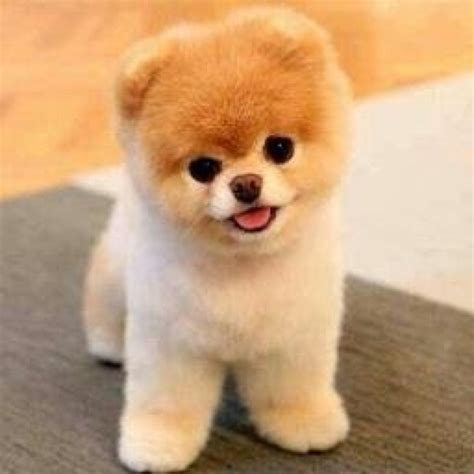 pictures  adorable puppies google search puppys pinterest