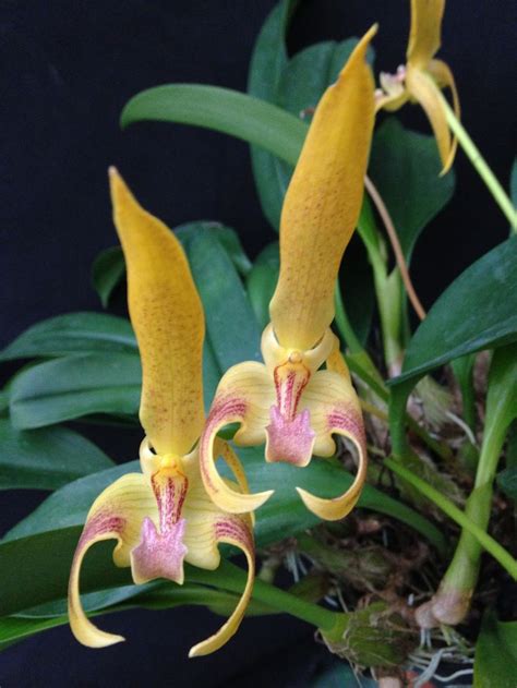 173 Best Orchids Bulbophyllum Images On Pinterest My