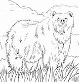 Coloring Bear Pages Alaska Grizzly Printable Woodland Bears Alaskan Color Print Animals Animal Creature Supercoloring Adult Berenstain Halloween Book Colorings sketch template